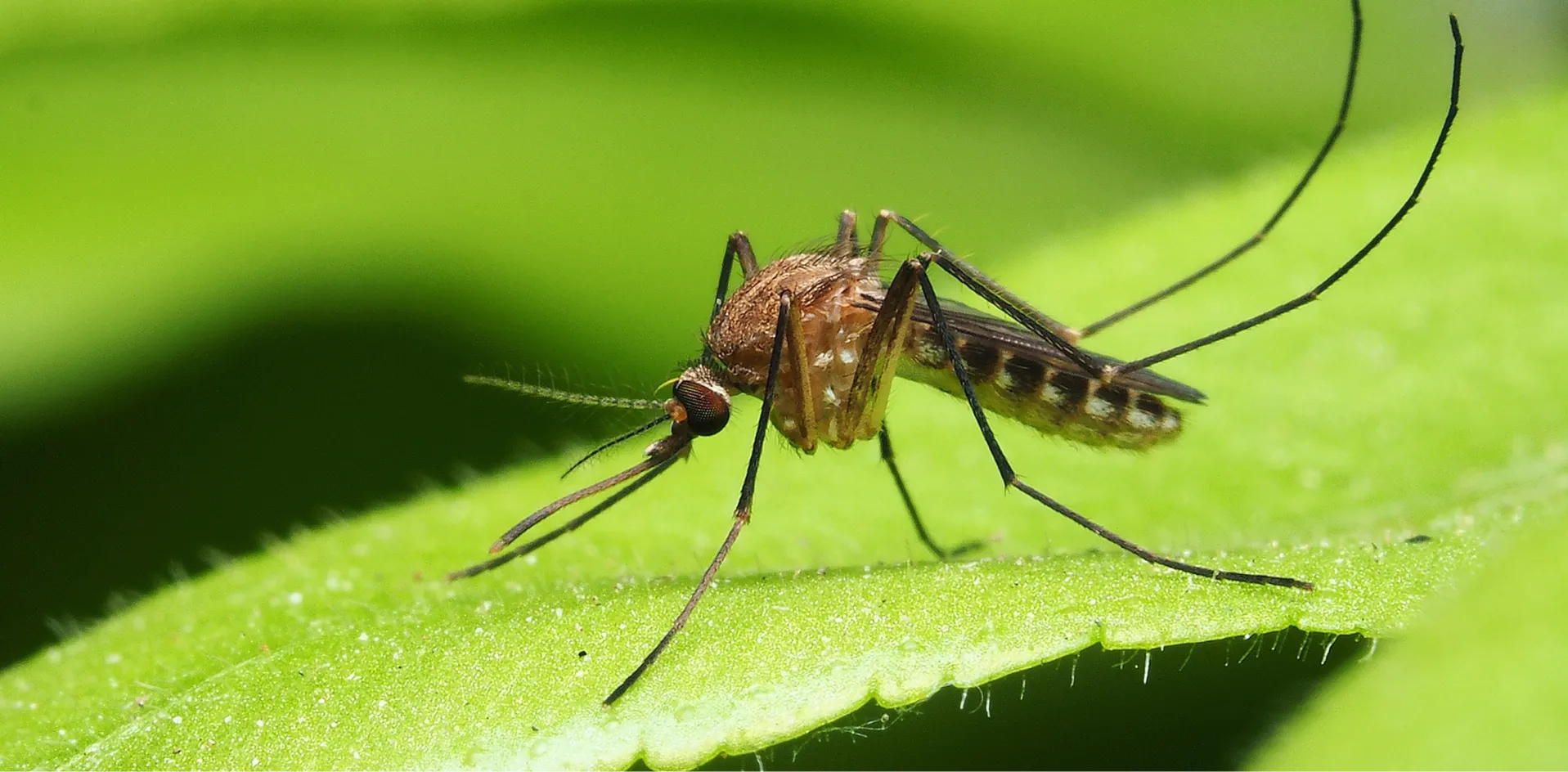 closeup of mosquito
